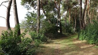 Naturlehrpfad in den Quetziener Tannen in Plau am See -