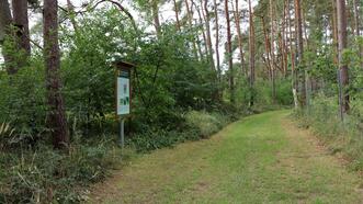 Naturlehrpfad in den Quetziener Tannen in Plau am See -