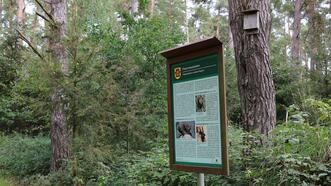Naturlehrpfad in den Quetziener Tannen in Plau am See -