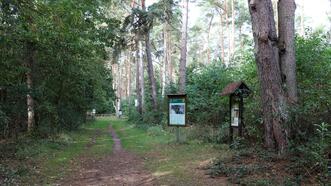 Naturlehrpfad in den Quetziener Tannen in Plau am See - Rehwild