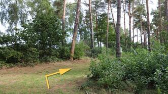 Naturlehrpfad in den Quetziener Tannen in Plau am See - Waldweg