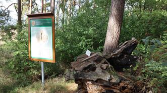 Naturlehrpfad in den Quetziener Tannen in Plau am See - Jahresringe