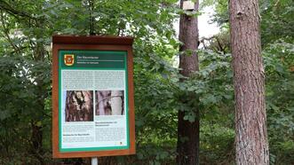 Naturlehrpfad in den Quetziener Tannen in Plau am See -