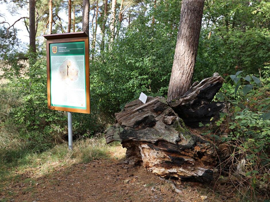 Naturlehrpfad im Quetziener Heilwald in Plau am See