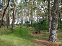 Heilwald Quetziener Tannen in Plau am See