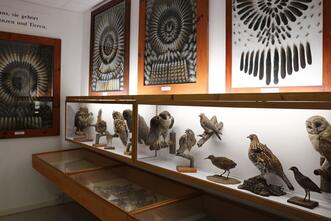 Burgmuseum Plau Am See - Ausstellung Heimische Vogelwelt
