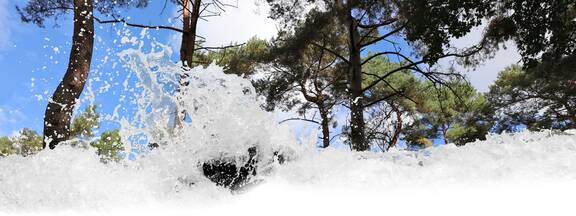 Heilwälder in Mecklenburg-Vorpommern