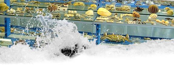 Kalkhorst: Kurioses Muschelmuseum