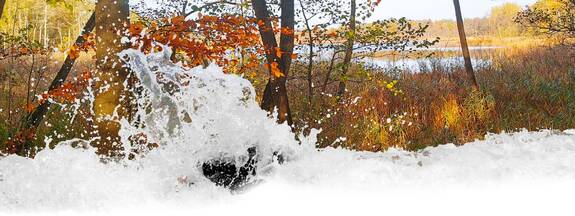 Borkow OT Schlowe: Waldlehrpfad Borkower See