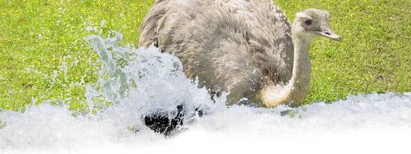 Heimattierpark Grimmen