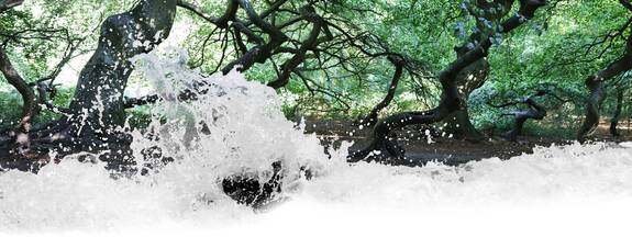 Lietzow / Insel Rügen: Hexenwald