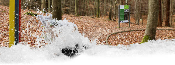 Insel Usedom: Kur- und Heilwald Heringsdorf