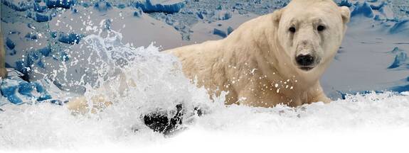 Trassenheide: Wildlife Usedom