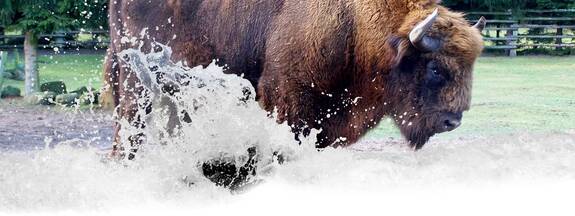 Dargen / Insel Usedom: Wisentpark Usedom