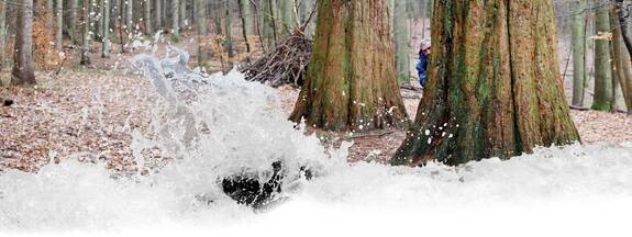 Hohen Schönberg: Mammutbäume im Lenorenwald