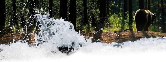 Stuer: Bärenwald Müritz