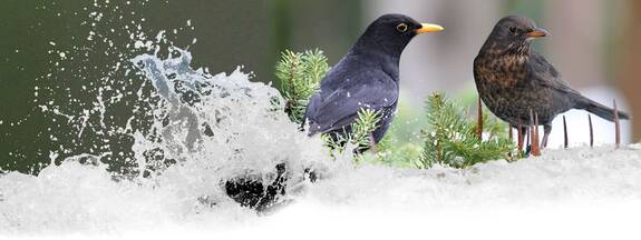 Amsel (Turdus merula)