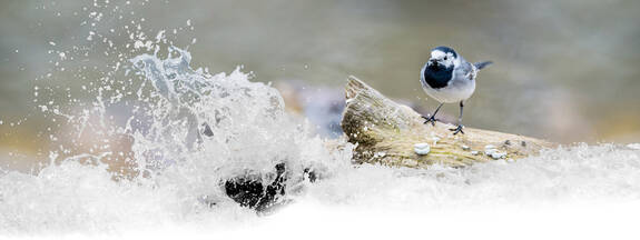Bachstelze (Motacilla alba)