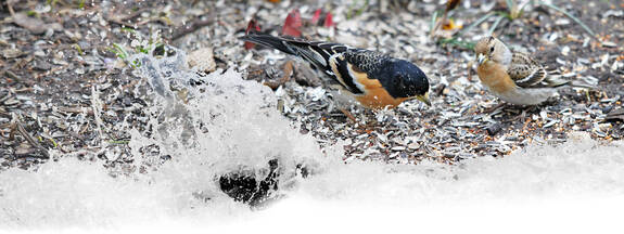 Bergfink (Fringilla montifringilla)