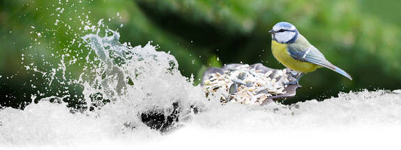 Blaumeise (Cyanistes caeruleus)