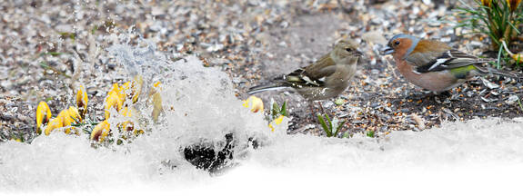 Buchfink (Fringilla coelebs)