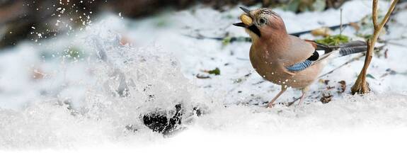 Eichelhäher (Garrulus glandarius)
