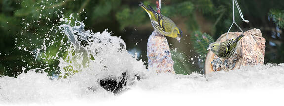 Erlenzeisig (arduelis spinus)