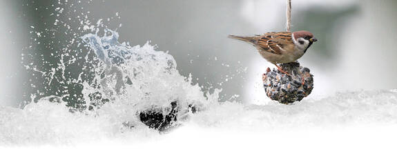 Feldsperling (Passer montanus)