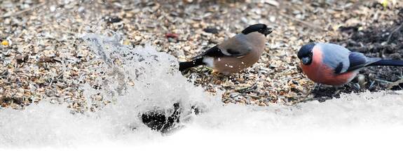 Gimpel (Pyrrhula pyrrhula)