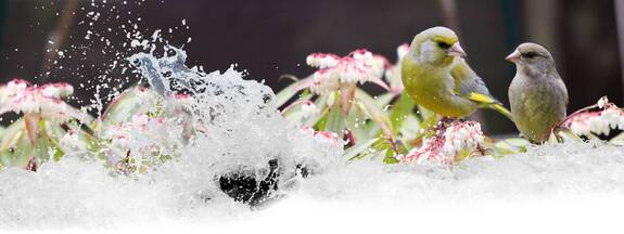 Grünfink (Carduelis chloris)
