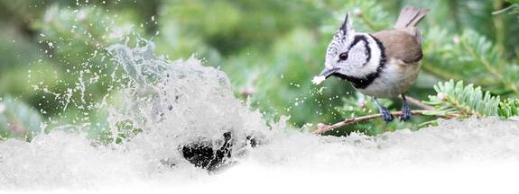 Haubenmeise (Parus cristatus)