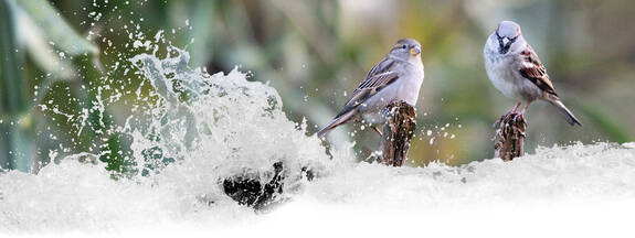 Haussperling (Passer domesticus)