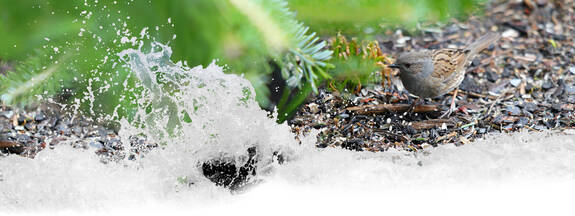 Heckenbraunelle (Prunella modularis)