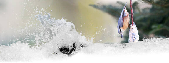 Kleiber (Sitta europaea)