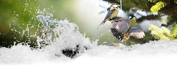 Kohlmeise (Parus major)