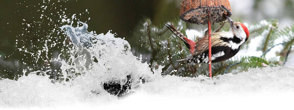 Mittelspecht (Dendrocopos medius)