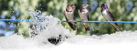Rauchchschwalbe (Hirundo rustica)
