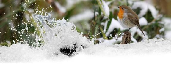 Rotkehlchen (Erithacus rubecula)