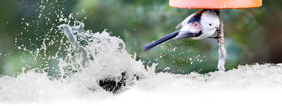 Amsel (Turdus merula)