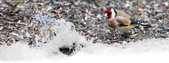 Stieglitz (Carduelis carduelis)