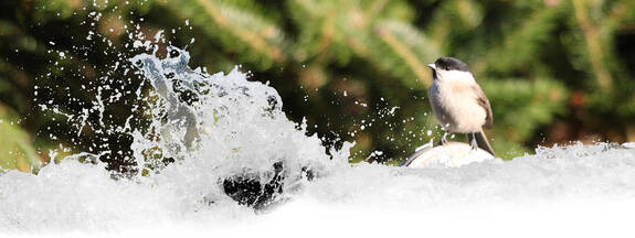 Sumpfmeise (Parus palustris)