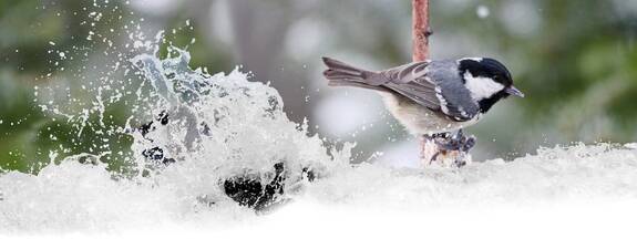 Tannenmeise (Periparus ate