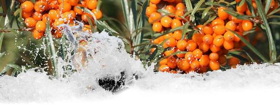 Ahrenshagen-Daskow: Darßer Manufructur