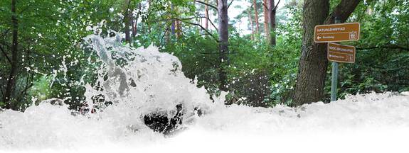 Plau am See: Naturlehrpfad durch den Plauer Heilwald