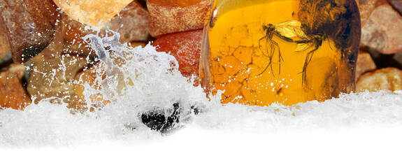 Ribnitz-Damgarten: Deutsches Bernsteinmuseum