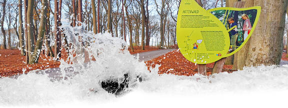 Ostseeheilbad Graal-Müritz: Aktivwald Trimm-Dich-Pfad