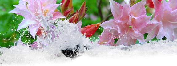 Graal-Müritz: Rhododendronparkfest