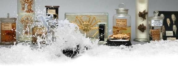 Hansestadt Rostock - Zoologische Sammlung der Uni Rostock