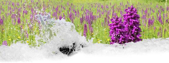 Hansestadt Rostock - Botanischer Garten