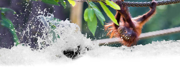 Hansestadt Rostock: Zoo